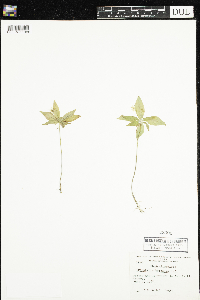 Lysimachia borealis image