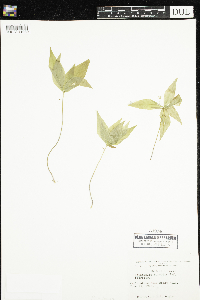 Lysimachia borealis image