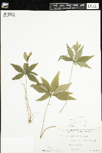 Lysimachia borealis image