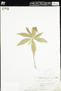 Lysimachia borealis image