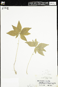 Lysimachia borealis image