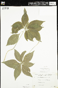 Lysimachia borealis image