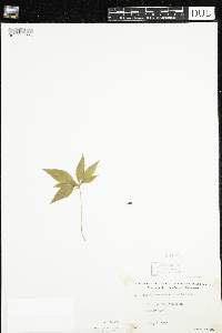 Lysimachia borealis image