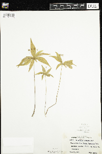 Lysimachia borealis image