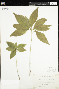 Lysimachia borealis image