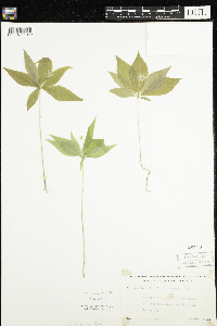 Lysimachia borealis image