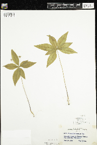 Lysimachia borealis image