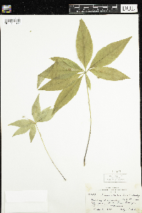 Lysimachia borealis image