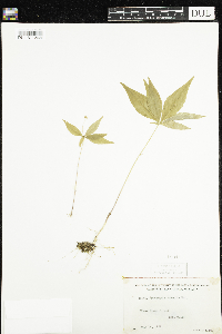 thumbnail image of current specimen