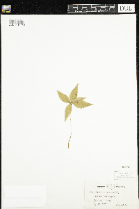 Thumbnail image of current specimen