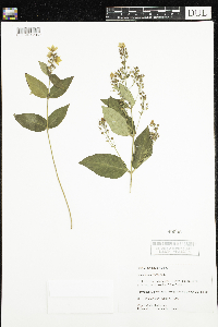 Thumbnail image of current specimen