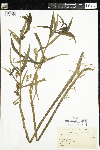 Media resource of Lysimachia thyrsiflora