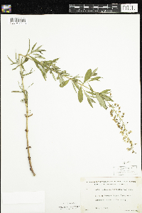 Lysimachia terrestris image