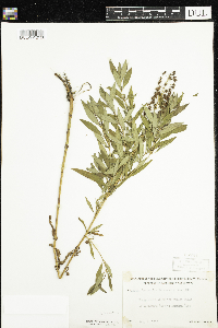 Lysimachia terrestris image