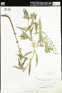 Lysimachia terrestris image