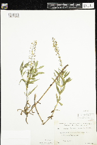 Lysimachia terrestris image