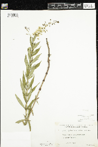 Lysimachia terrestris image