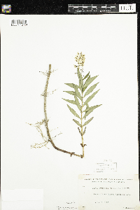 Lysimachia terrestris image