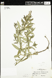Lysimachia terrestris image