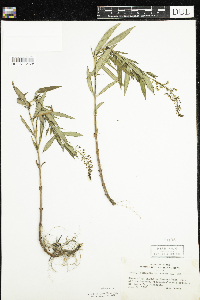 Lysimachia terrestris image