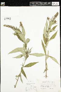 Lysimachia terrestris image