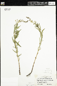 Lysimachia terrestris image