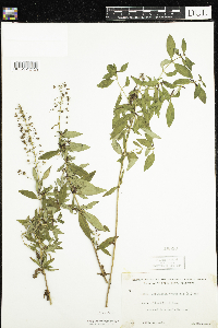 Lysimachia terrestris image