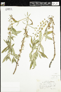 Lysimachia terrestris image