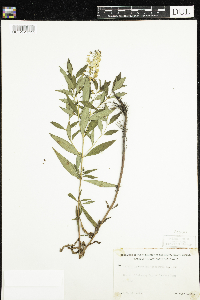 Lysimachia terrestris image