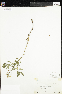 Lysimachia terrestris image