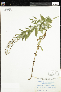 Lysimachia terrestris image