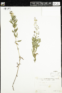 Lysimachia terrestris image