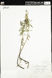 Lysimachia terrestris image