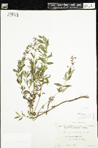 Lysimachia terrestris image