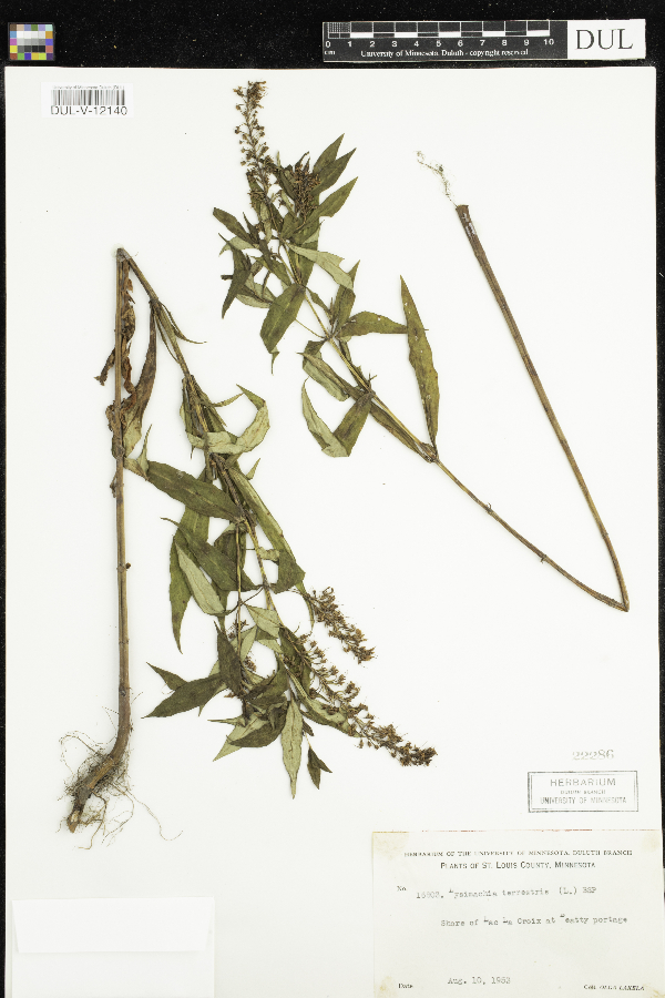 Lysimachia terrestris image