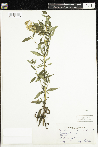 Thumbnail image of current specimen