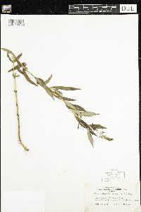 thumbnail image of current specimen