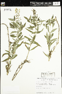 thumbnail image of current specimen
