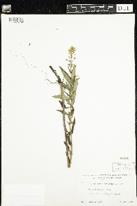 Lysimachia terrestris image