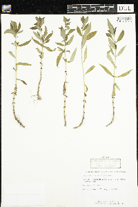 Lysimachia terrestris image