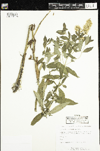 Lysimachia terrestris image