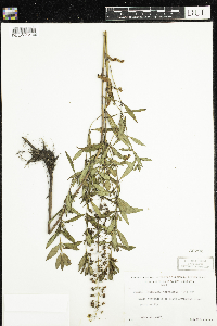 Lysimachia terrestris image