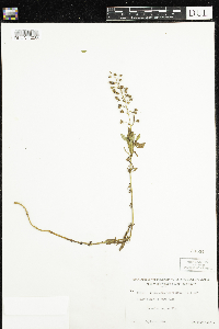 Lysimachia terrestris image
