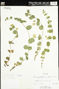 Lysimachia nummularia image