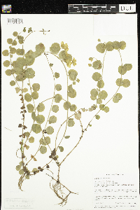 Lysimachia nummularia image