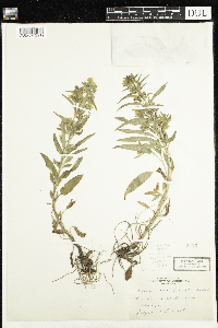 Image of Lysimachia lunellii