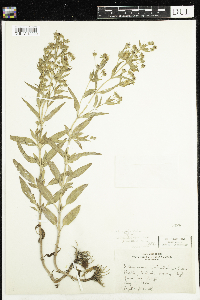 Media resource of Lysimachia hybrida