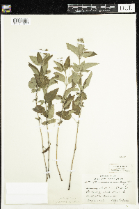 Media resource of Lysimachia ciliata