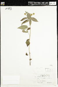 thumbnail image of current specimen