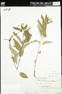 Thumbnail image of current specimen